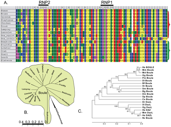 Conservation and prevalence of Boule proteins among animals